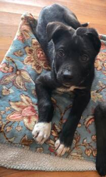 Mixed Breed Dogs Available for Adoption - Zarek | PetCurious