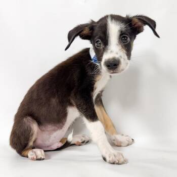 903 (2026) Maverick -  Black Labrador Retriever and Mixed Breed Dog for Adoption in Parker, Colorado - 903 (2026) Maverick | PetCurious