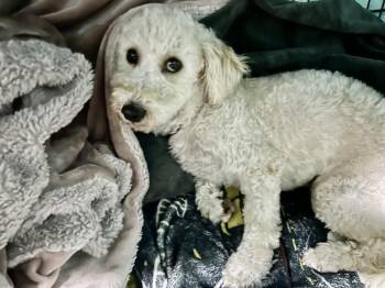 Amaya -  Poodle and Goldendoodle Dog for Adoption in San Diego, California - Amaya | PetCurious
