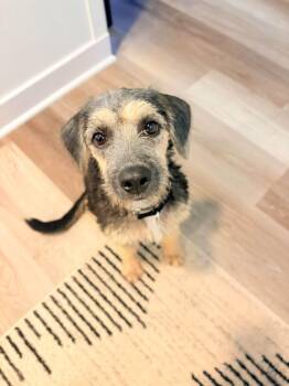 JINX 425 -  Terrier Dog for Adoption in New Berlin, Wisconsin - JINX 425 | PetCurious