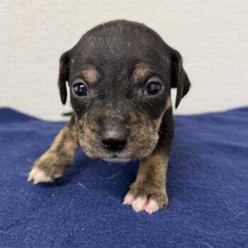 Labyrinth -  English Setter and Mixed Breed Dog for Adoption in St. Peters, Missouri - Labyrinth | PetCurious