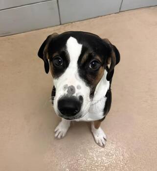 Solomon -  Mixed Breed Dog for Adoption in Nashville, Tennessee - Solomon | PetCurious