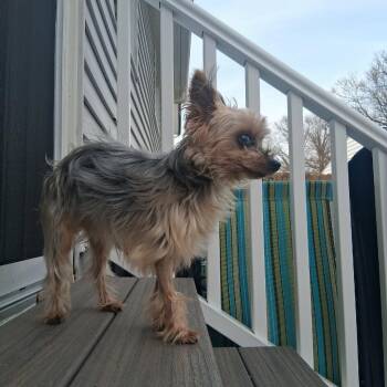 Yorkshire Terrier Dogs Available for Adoption - Rover | PetCurious