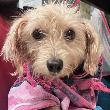 Rescue Terrier Dogs for Adoption in Hillsborough, North Carolina - Minnie Mia | PetCurious