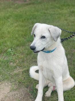 Azer -  Mixed Breed Dog for Adoption in Minot, North Dakota - Azer | PetCurious