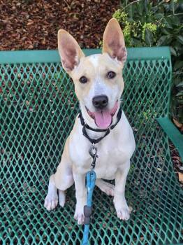 LISA -  Labrador Retriever and Cardigan Welsh Corgi Dog for Adoption in Martinez, California - LISA | PetCurious