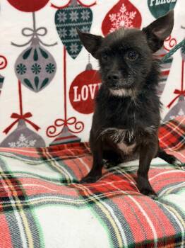 Terrier (In Foster Heartworm Positive) -  Terrier Dog Available for Adoption in Snyder, Texas - Terrier (In Foster Heartworm Positive) | PetCurious