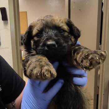 Black Labrador Retriever Dogs Available for Adoption in Birmingham, Alabama - Everest | PetCurious