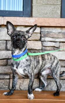 Scooby -  Chihuahua and Boston Terrier Dog for Adoption in Yakima, Washington - Scooby | PetCurious