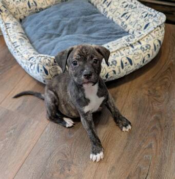 Boxer Dogs Available for Adoption in The Woodlands, Texas - Rex | PetCurious