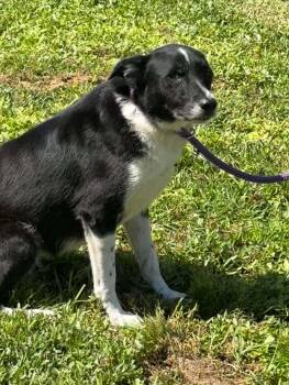 THELMA -  Border Collie Dog for Adoption in Lakewood Ranch, Florida - THELMA | PetCurious