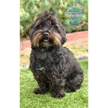 Porto -  Maltipoo Dog for Adoption in Inglewood, California - Porto | PetCurious