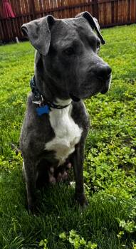 American Staffordshire Terrier Dogs Available for Adoption in Lincoln, California - Shelby | PetCurious