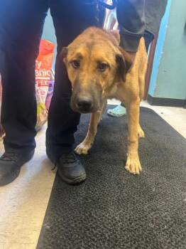 Luke -  Anatolian Shepherd and Mixed Breed Dog for Adoption in Rock Springs, Wyoming - Luke | PetCurious