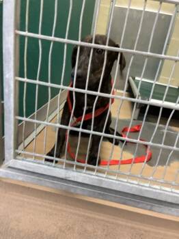FURRGIE -  German Shepherd Dog and Mixed Breed Dog for Adoption in Texas City, Texas - FURRGIE | PetCurious