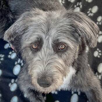 Raven -  Golden Retriever and Poodle Dog for Adoption in Huntley, Illinois - Raven | PetCurious