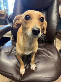 Chess -  Chihuahua Dog for Adoption in Carson City, Nevada - Chess | PetCurious