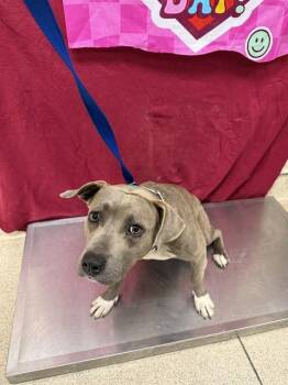 Pit Bull Terrier and Mixed Breed Dogs Available for Adoption - STAR | PetCurious