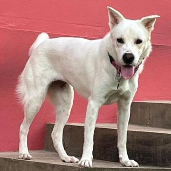 Cloud -  White German Shepherd Dog for Adoption - Cloud | PetCurious