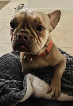 French Bulldog Dogs Available for Adoption - Sugar | PetCurious