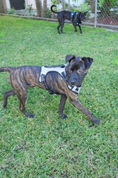 Jake -  Pit Bull Terrier Dog for Adoption in Roseville, California - Jake | PetCurious