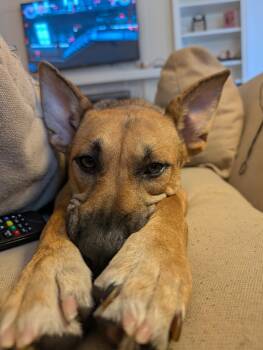 Sury -  German Shepherd Dog and Husky Dog for Adoption in Erin, Ontario - Sury | PetCurious