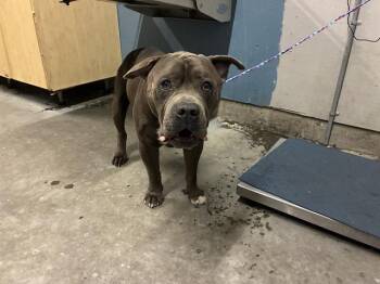 BUBBA BOY -  Pit Bull Terrier Dog for Adoption in Camarillo, California - BUBBA BOY | PetCurious