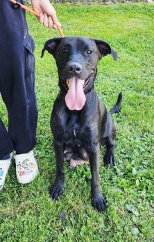 Black Labrador Retriever Dogs Available for Adoption in Perth Amboy, New Jersey - Tonya | PetCurious