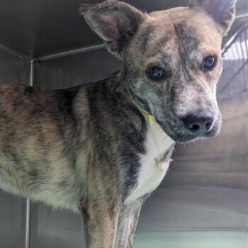 Catahoula Leopard Dog and Mixed Breed Dogs Available for Adoption in Calverton, New York - Dede | PetCurious