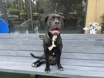 GINNY -  Boxer and Pit Bull Terrier Dog for Adoption in Santa Clara, California - GINNY | PetCurious