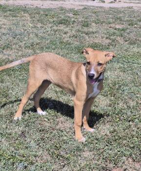 Salsa -  Mixed Breed Dog for Adoption in Schertz, Texas - Salsa | PetCurious