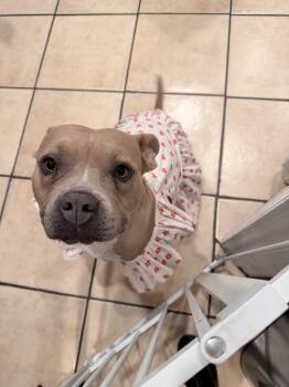 Kiki -  Staffordshire Bull Terrier Dog for Adoption in Santa Monica, California - Kiki | PetCurious