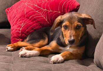 Remy -  Beagle Dog Available for Adoption in Harrison, New York - Remy | PetCurious