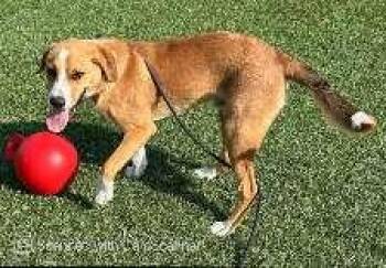 Romeo -  Hound Dog for Adoption in Aurora, Illinois - Romeo | PetCurious