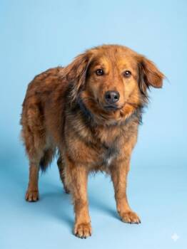 Collie and Mixed Breed Dogs Available for Adoption in Bowling Green, Kentucky - Scout | PetCurious