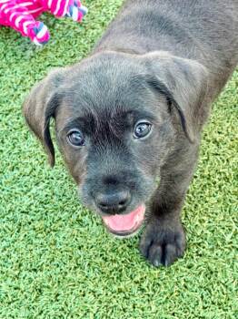 Hound and Mixed Breed Dogs Available for Adoption in Cape Coral, Florida - Ashby | PetCurious
