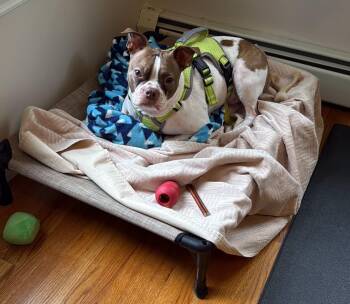 Simon -  Boston Terrier Dog for Adoption in New York, New York - Simon | PetCurious