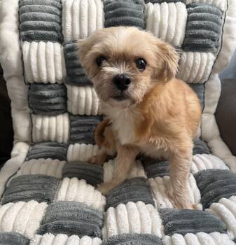 Cleo -  Shih Tzu Dog for Adoption in Didsbury, Alberta - Cleo | PetCurious