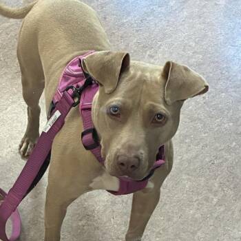 Baby Girl -  Terrier Dog for Adoption in Brentwood, Missouri - Baby Girl | PetCurious