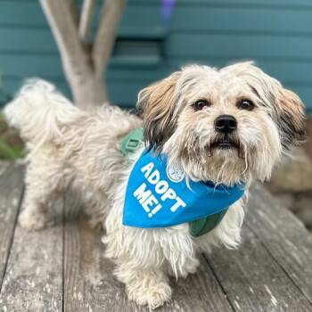 Woody -  Lhasa Apso Dog for Adoption in Pacific Grove, California - Woody | PetCurious