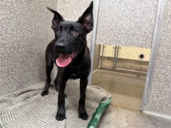 BEAU -  Belgian Shepherd Malinois and Mixed Breed Dog for Adoption in Santa Rosa, California - BEAU | PetCurious