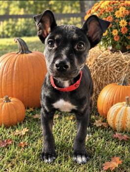 Bitty Lonestar -  Terrier Dog for Adoption in Rockaway, New Jersey - Bitty Lonestar | PetCurious
