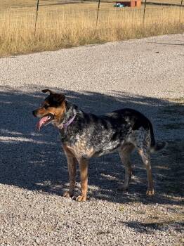 Rescue Australian Cattle Dog Blue Heeler Dogs for Adoption in Kiowa, Colorado - Blue | PetCurious
