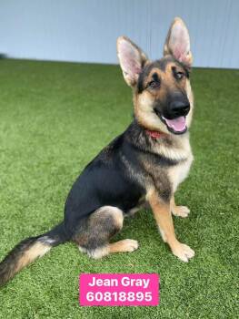 German Shepherd Dog Dogs Available for Adoption in Greeneville, Tennessee - Jean Gray ( Knows Commands ) | PetCurious