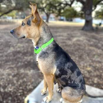 Catahoula Leopard Dog and Carolina Dog Dogs Available for Adoption - Juice Box | PetCurious