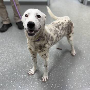 Mixed Breed Dogs Available for Adoption in Bardstown, Kentucky - Darla | PetCurious
