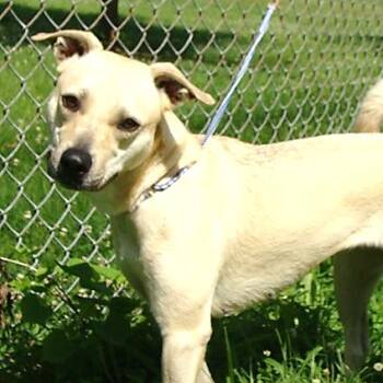 Disco -  Mixed Breed Dog for Adoption in Jeffersonville, Indiana - Disco | PetCurious