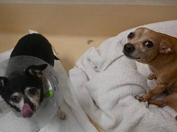 Hank And Charlotte -  Chihuahua Dog for Adoption in Portland, Oregon - Hank And Charlotte | PetCurious