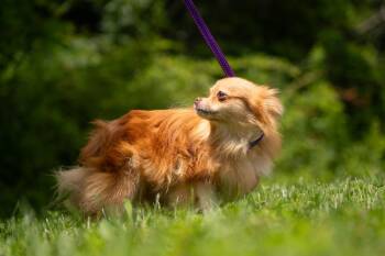 Rescue Pomeranian Dogs for Adoption in Gradyville, Kentucky - Estelle | PetCurious