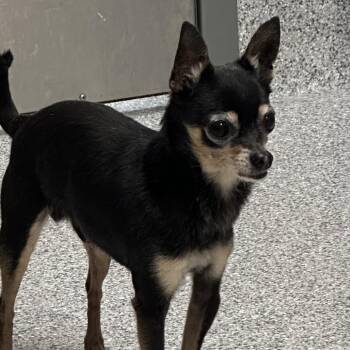 Chihuahua Dogs Available for Adoption - Rascal | PetCurious